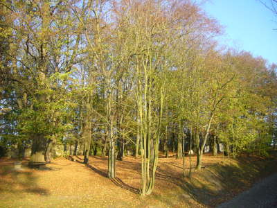 Niederburg005